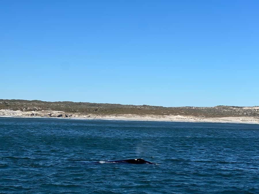 Cape Agulhas, Hermanus whales & Wine Tasting Day Trip - Stony Point and the African penguin colony