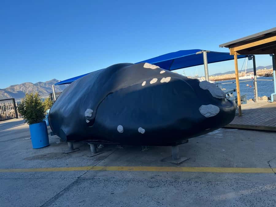 Cape Agulhas, Hermanus whales & Wine Tasting Day Trip - The guide, vehicle, and pace