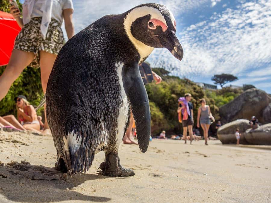 Cape of Good Hope and Penguins Full-Day Private Tour - Lunch in Simon’s Town, with time to reset