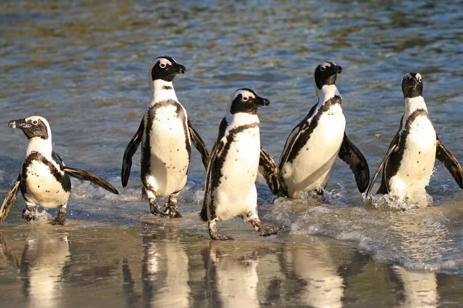 Cape of Good Hope and Penguins Full-Day Private Tour - Hout Bay and the optional Seal Island boat