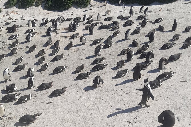 Cape of Good Hope and Penguins Full-Day Tour from Cape Town - Why this Cape Peninsula day is worth your time