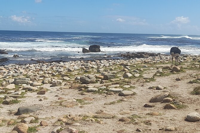 Cape of Good Hope and Penguins Full-Day Tour from Cape Town - Chapman’s Peak Drive is the day’s great road view