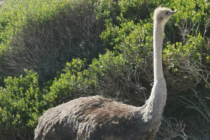 Cape of Good Hope and Penguins Full-Day Tour from Cape Town - Cape Point Nature Reserve needs your full attention