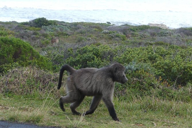 Cape of Good Hope and Penguins Full-Day Tour from Cape Town - Cape of Good Hope is a separate, memorable stop