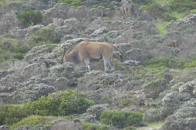 Cape of Good Hope and Penguins Full-Day Tour from Cape Town - The old lighthouse gives you a choice of effort or ease