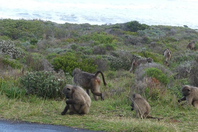 Cape of Good Hope and Penguins Full-Day Tour from Cape Town - Hout Bay offers your first real choice