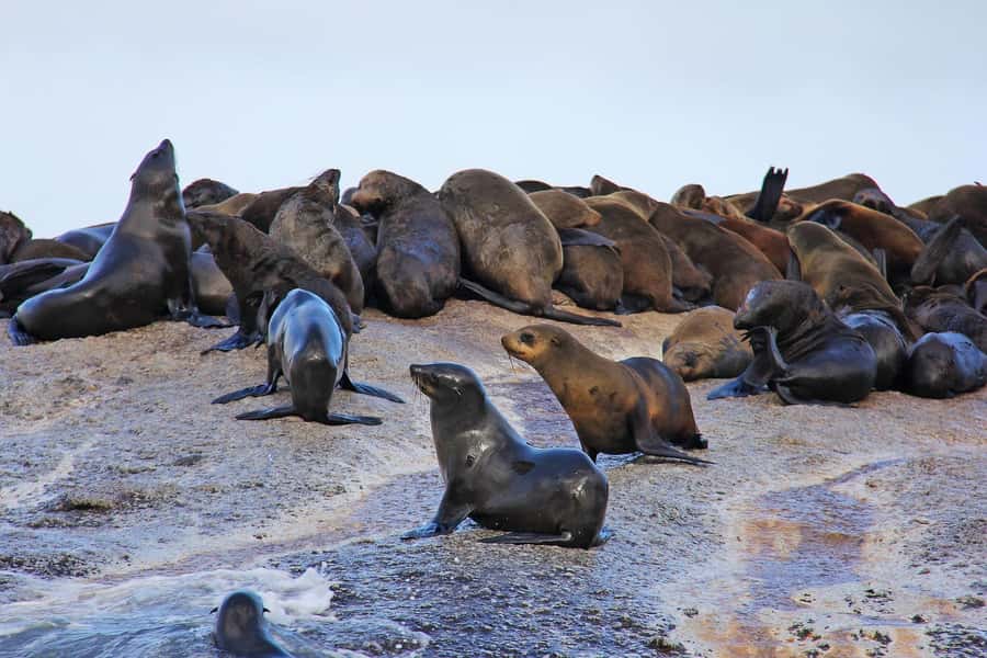 Cape of Good Hope and Penguins Private Tour with Entry Fees - Cape Point and the Lighthouse Choice