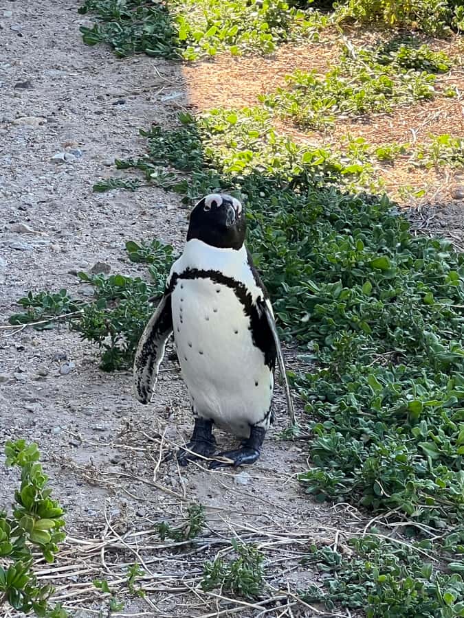Cape of Good Hope and Penguins Private Tour with Entry Fees - What the $236 Price Really Buys