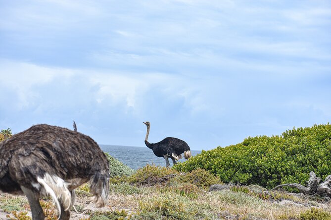Cape of Good Hope & Boulder Penguins Full-Day Tour from Cape Town - Chapman’s Peak Drive is the scenic center of the route