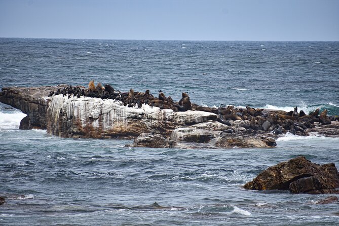 Cape of Good Hope & Boulders Beach Private Tour (Including Lunch) - What this private Cape Peninsula tour is really like