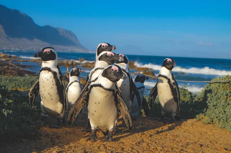 Cape of Good Hope, Chapman's Peak Drive, Penguins , Seals - Seal Island is optional, not part of the basic price