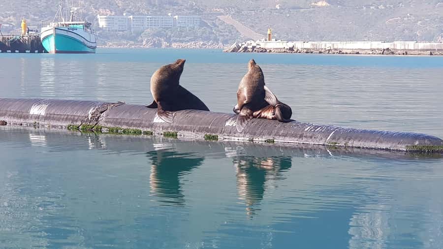 Cape of Good Hope, Chapman's Peak Drive, Penguins , Seals - Cape Point and the Cape of Good Hope reserve
