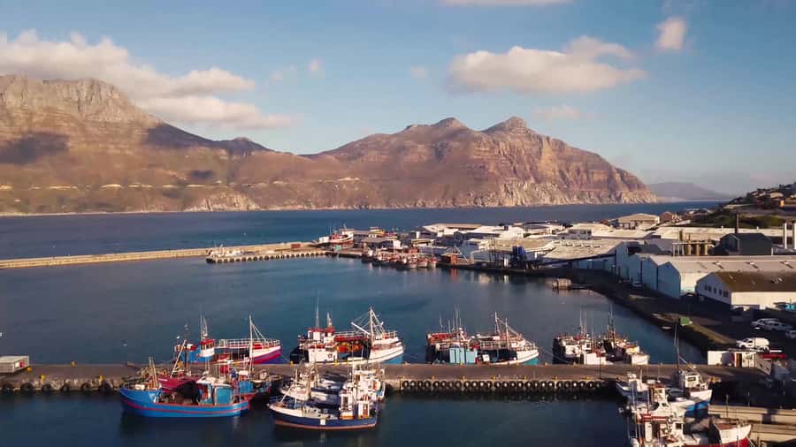 Cape of Good Hope Full-Day Private Tour - From Clifton beaches to the Twelve Apostles
