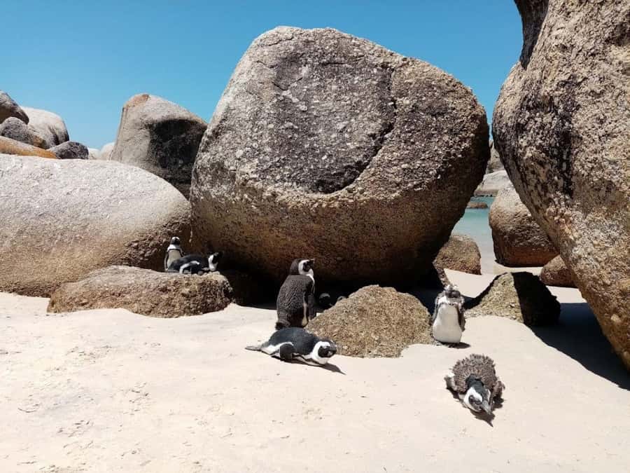 Cape of Good Hope & Penguins Private Tour - One hour with the penguins at Boulders Beach