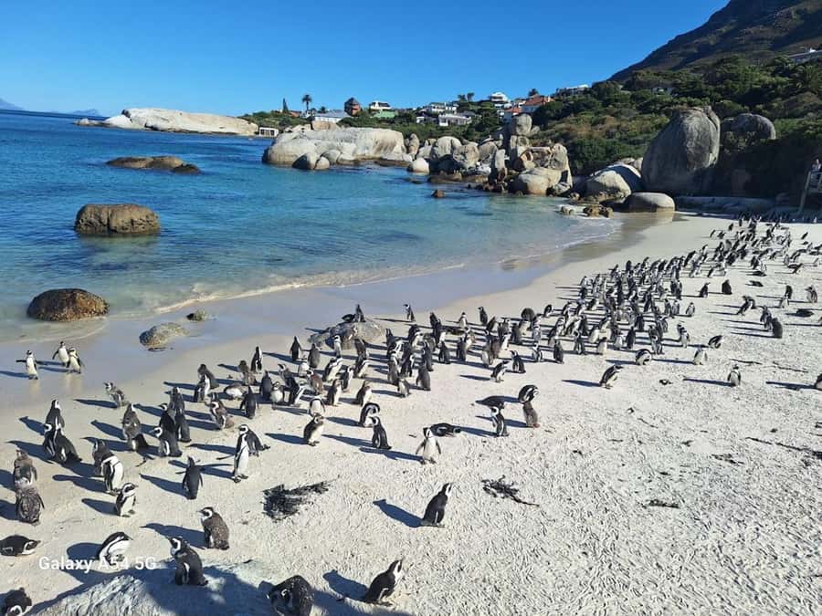 Cape of Good Hope & Penguins Private Tour - The Atlantic Seaboard from Green Point to Clifton