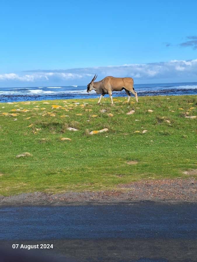 Cape of Good Hope & Penguins Private Tour - Maidens Cove and Camps Bay in 20 minutes