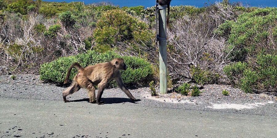 Cape of Good Hope & Penguins Private Tour - Chapman’s Peak Drive and Noordhoek Farm Village