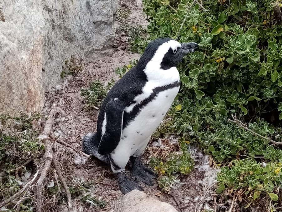 Cape of Good Hope & Penguins Private Tour - Cape Point and the old lighthouse views