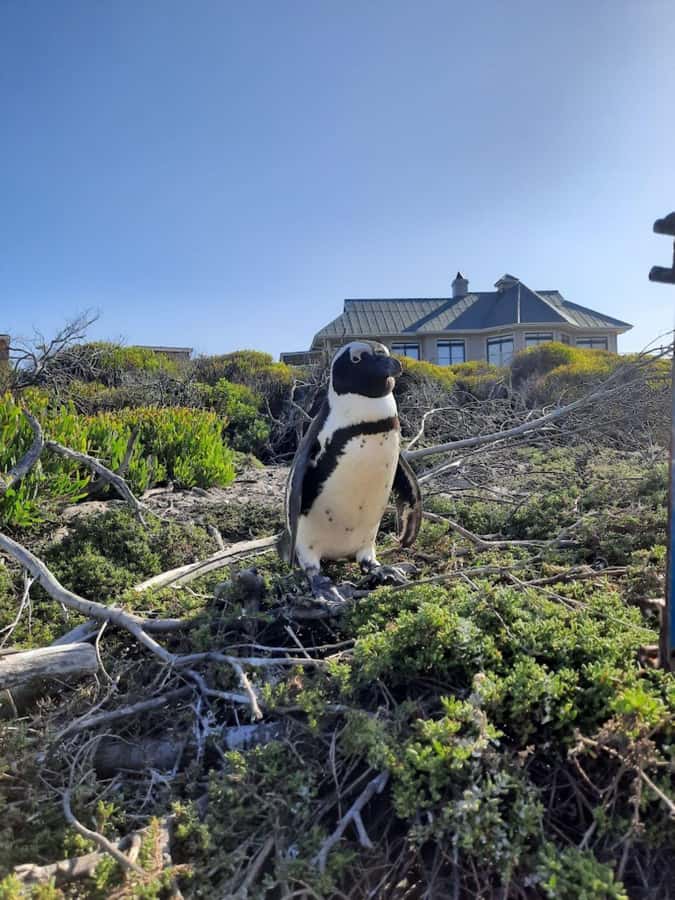 Cape of Good Hope & Penguins Private Tour - Cape of Good Hope: famous, scenic, and not the whole story