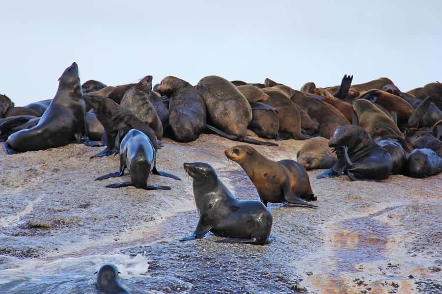 Cape of Good Hope Penguins Seals & Chapmans Peak Shared Tour - Cape of Good Hope reserve requires extra budgeting
