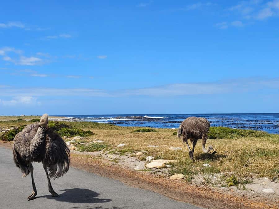 Cape of Good Hope & Penguins Shared Tour - Cape Point and the lighthouse above the cliffs
