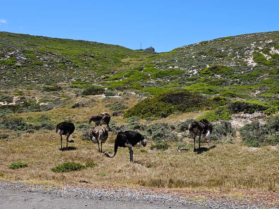 Cape of Good Hope & Penguins Shared Tour - Who should book this tour