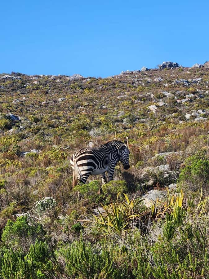 Cape of Good Hope & Penguins Shared Tour - Chapman’s Peak Drive: the scenic opening