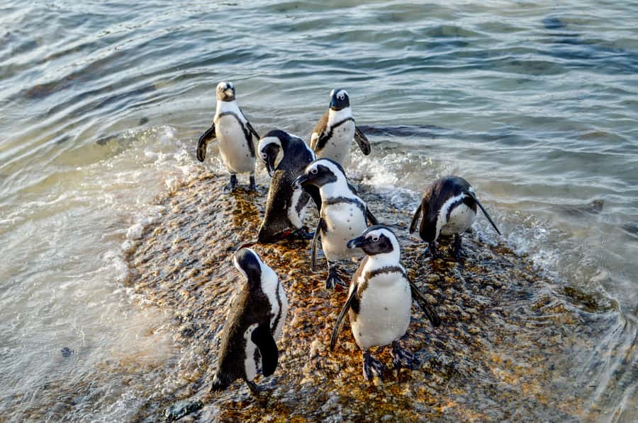 Cape of Good Hope: Sightseeing and African Penguins Tour - Entering the Cape of Good Hope Nature Reserve
