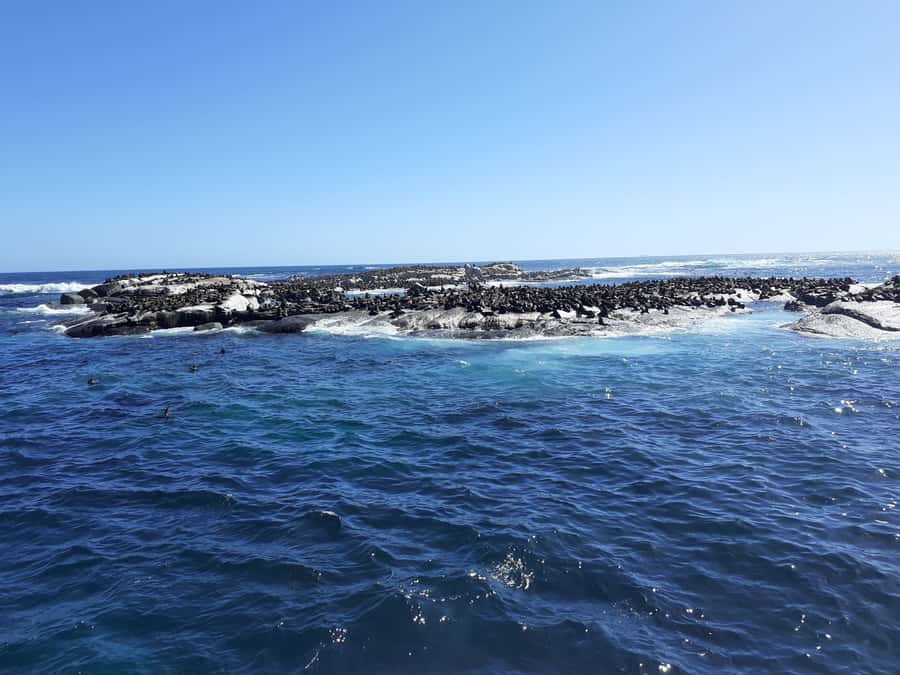 Cape of Good Hope: Sightseeing and African Penguins Tour - From Clifton to Maidens Cove
