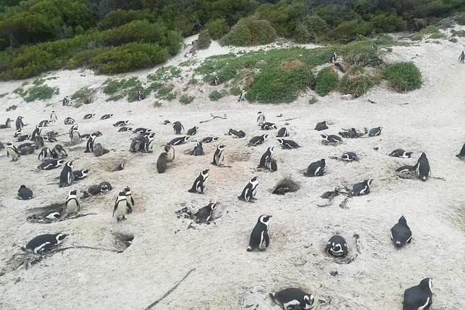Cape of Goodhope Tour a Full Day Exploring the Cape Peninsula - Cape Point and the southwestern tip