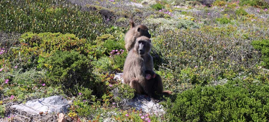 Cape Peninsula and Winelands Private Full-Day Combo Tour - Cape Point and the New Lighthouse