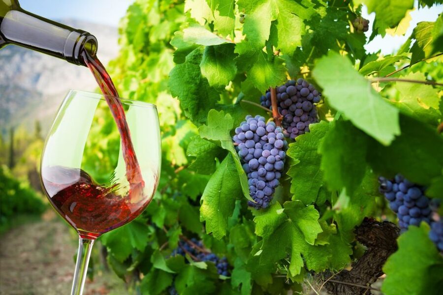 Cape Peninsula and Winelands Private Full-Day Combo Tour - Simon’s Town is your lunch decision