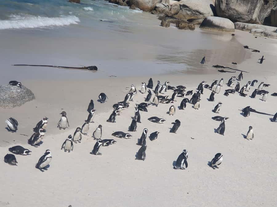 Cape Peninsula Full Day Tour In Private Car - Bo-Kaap begins the Cape Peninsula story