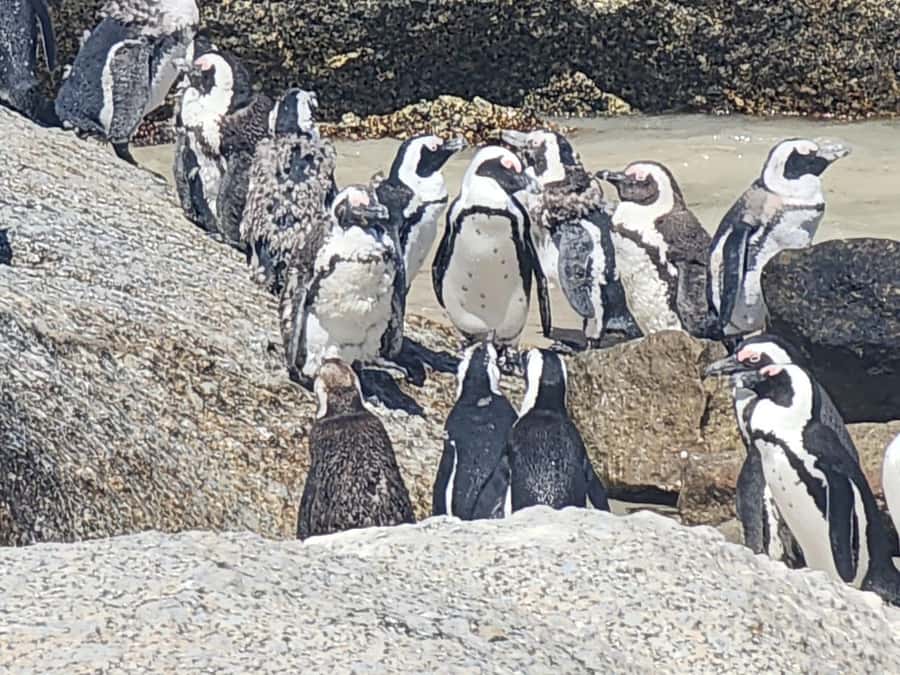 Cape Peninsula Full Day Tour In Private Car - Boulders Beach is the day’s most charming stop