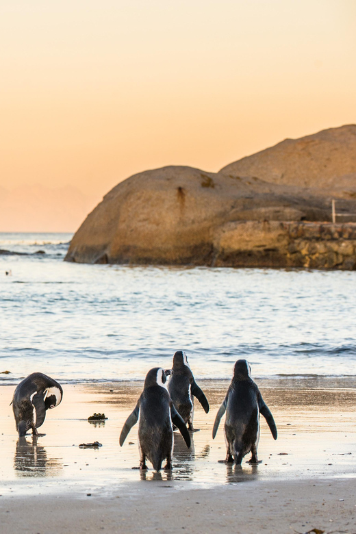 Cape Peninsula & Penguins Beach Half Day Tour from Cape Town - Muizenberg Adds a Colorful Final Glimpse