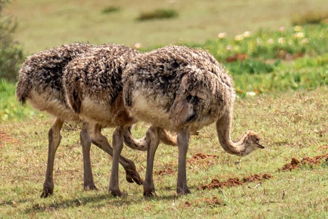 Cape Peninsula & Penguins Private Day Tour, Entrances Included. - Cape Point Nature Reserve brings wildlife and open country