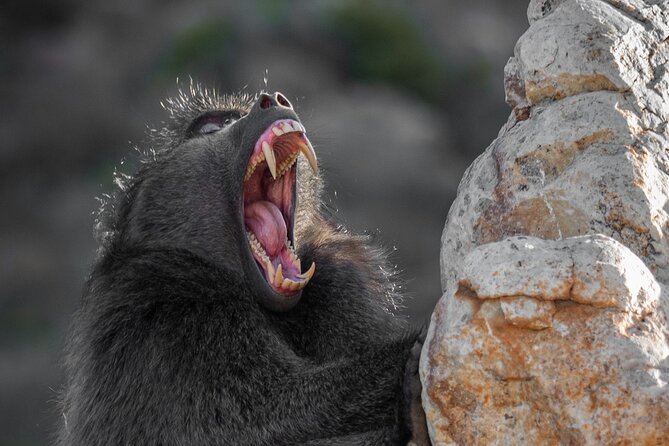 Cape Peninsula & Penguins Private Day Tour, Entrances Included. - Boulders Beach is the day’s wildlife centerpiece