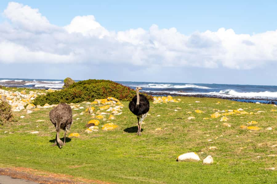 Cape Peninsula: Private Half Day Tour - Boulders Beach and the African penguins