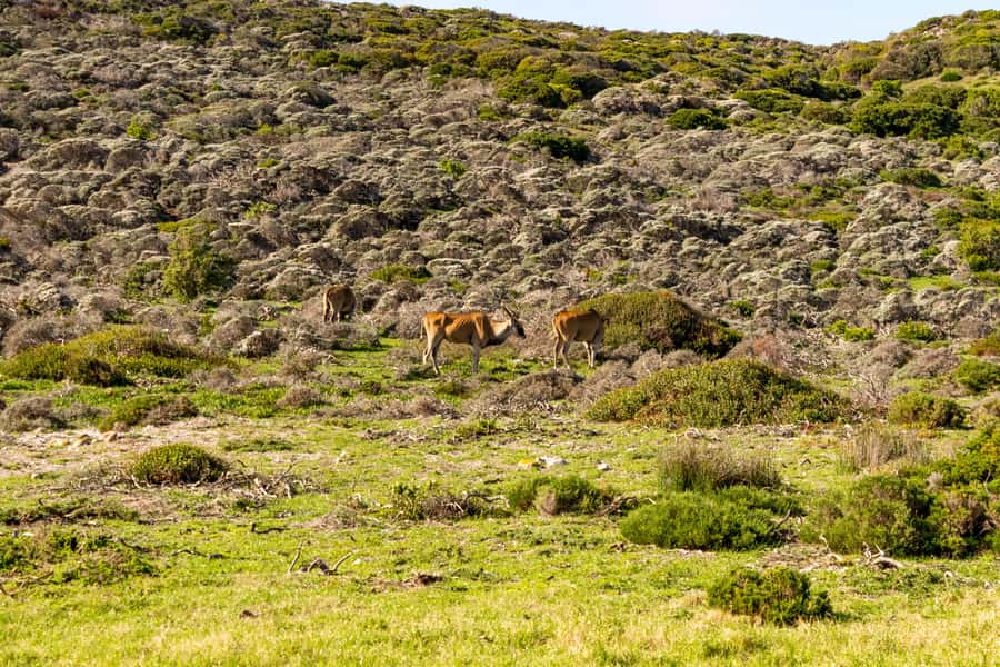 Cape Peninsula: Private Half Day Tour - A private guide changes the experience