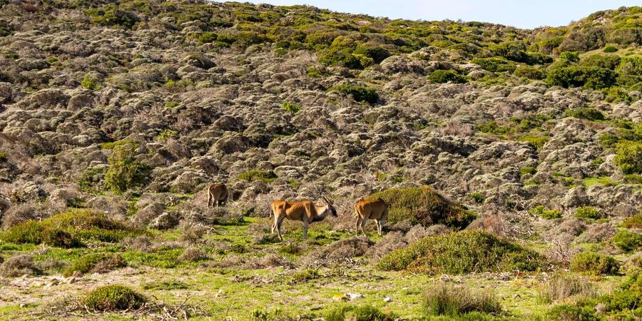 Cape Peninsula: Private Half Day Tour - Practical details for a smoother day