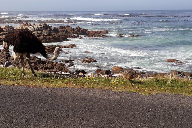 Cape Peninsula Private Tour - The ostrich farm adds a different kind of stop