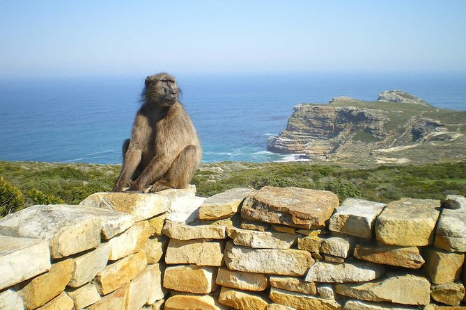 Cape Peninsula Private Tour - Cape of Good Hope is the long, open-air stop