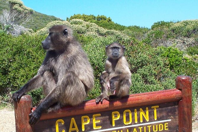 Cape Peninsula Private Tour In Cape Town South Africa - Spending the main part of the day at Cape Point Nature Reserve