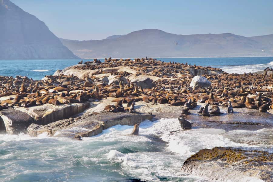 Cape Peninsula Shared Half-Day Tour - A half-day tour that can run long