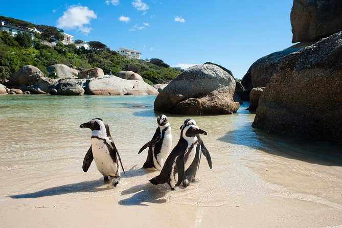 Cape Point and Boulder's Penguins Full Day Tour - Boulders Beach is the day’s wildlife star