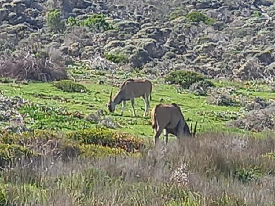 cape point and penguin ,muizenberg, bookapp - Why this full-day Cape Peninsula loop works