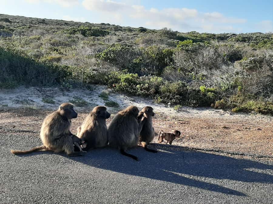 Cape Point Cape of Good Hope, Penguins Private Half day Tour - Why this five-hour Cape Peninsula route works