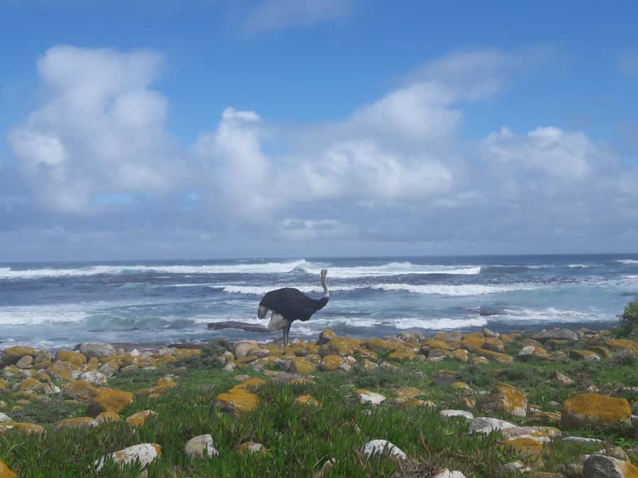 Cape Point Cape of Good Hope, Penguins Private Half day Tour - The Atlantic Seaboard and the Twelve Apostles