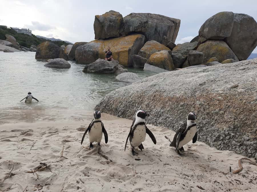 Cape Point Cape of Good Hope, Penguins Private Half day Tour - Muizenberg and False Bay on the return