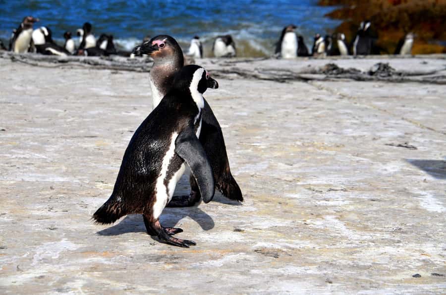 Cape Point Full-Day Tour From Cape Town - Chapman’s Peak: the road is part of the attraction